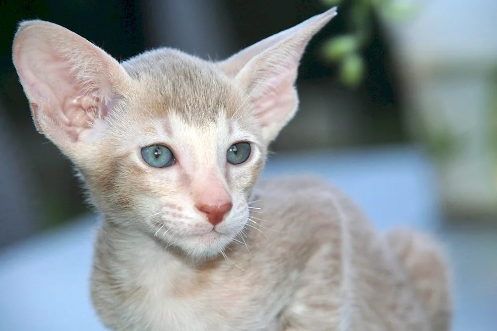 Cats. Balinese Oriental Rex Peterbold