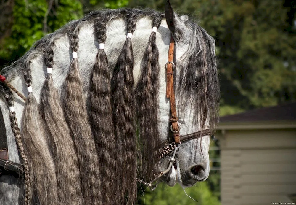 Horse ponytail