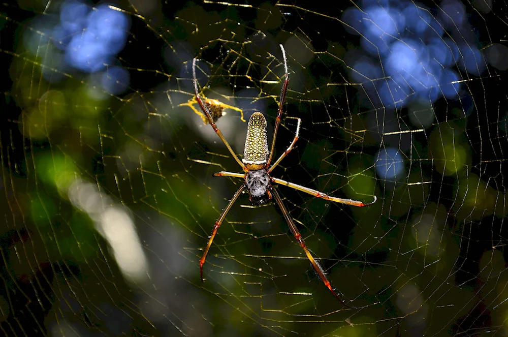 The house spider