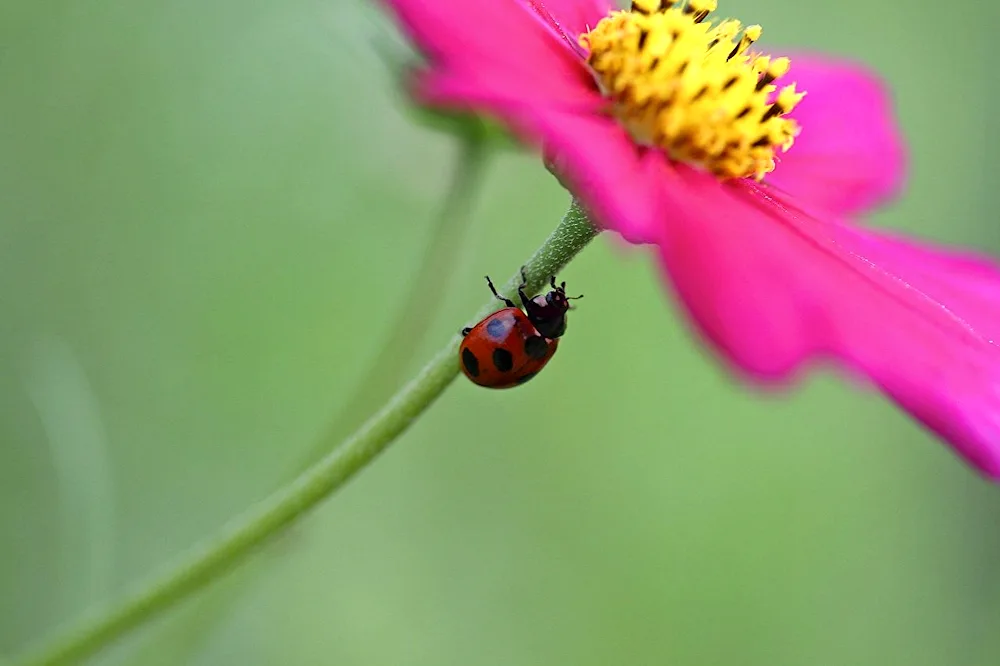 Cherry aphid