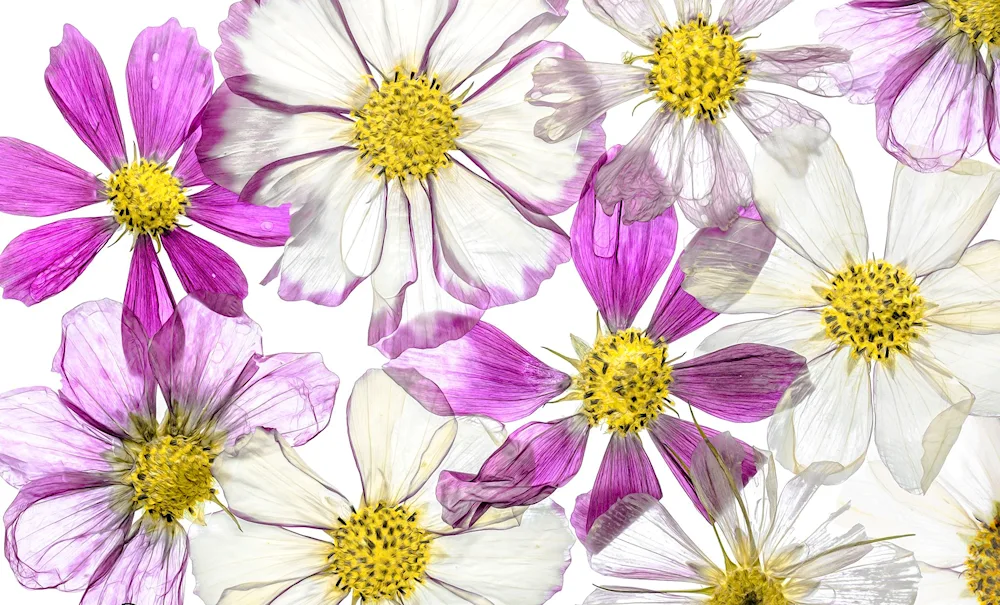Flowers on the transparent background