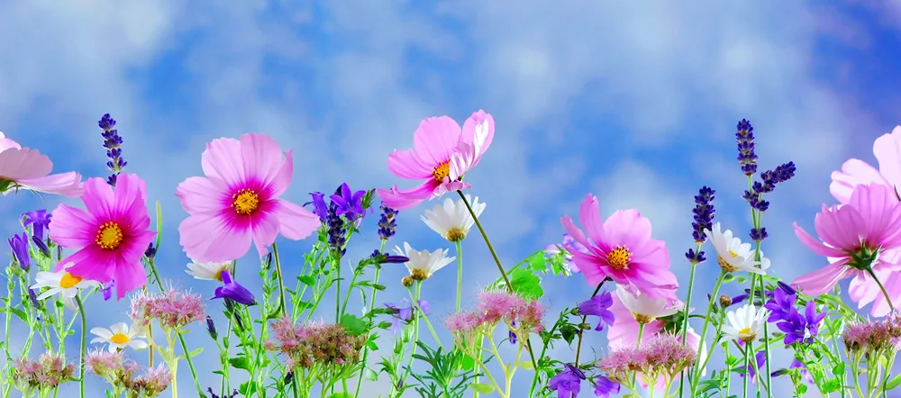 Cosmea meadow