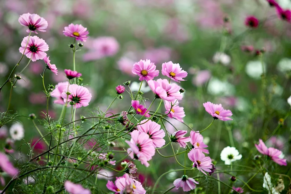 Lilac flowers