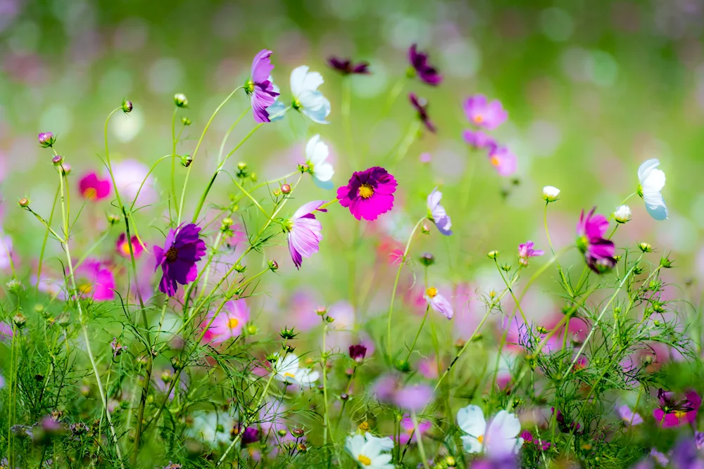 Cosmia flower