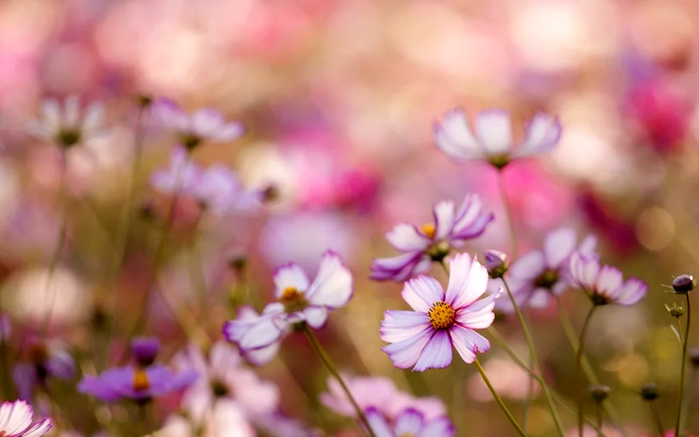 Cosmia meadow