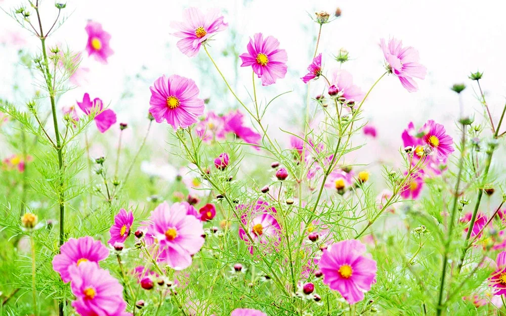 Bright flowers