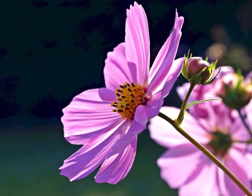 Purple flowers