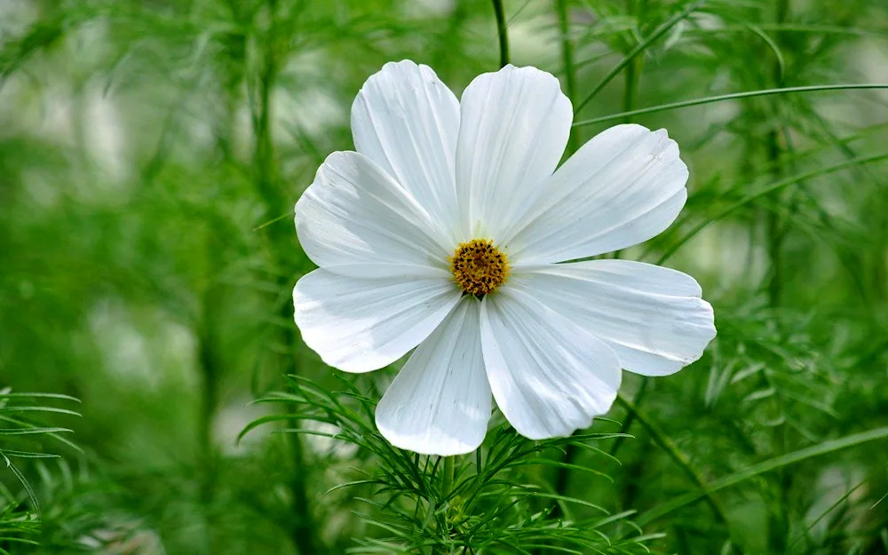 Marguerite flowers