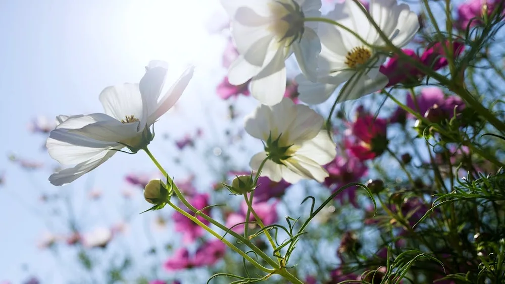 White flowers