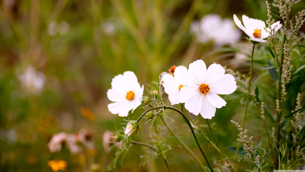 Field flowers