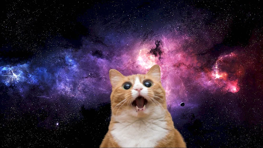 Cosmic cat