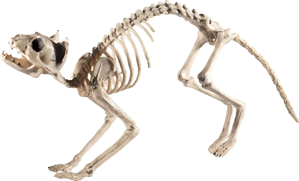 Skeleton with a kitty
