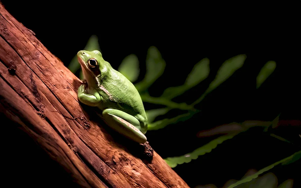 Boneheaded Paddlefrog