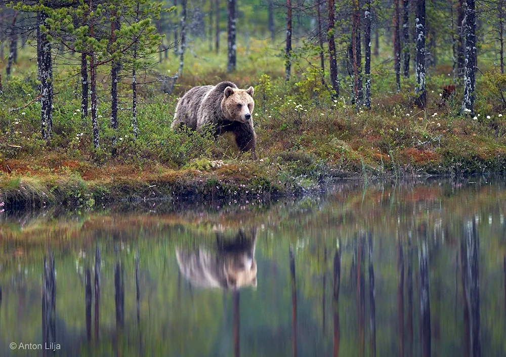 Kivach Reserve in Karelia animals