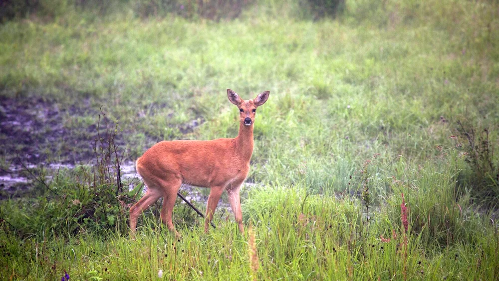 Roe deer running