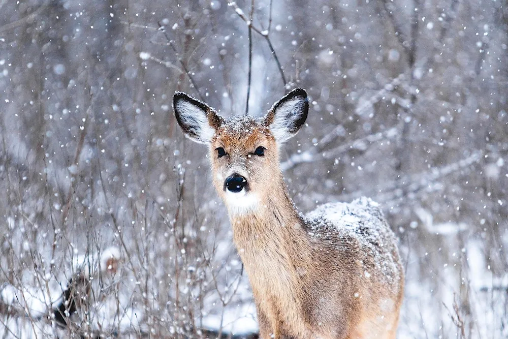 Siberian roe deer