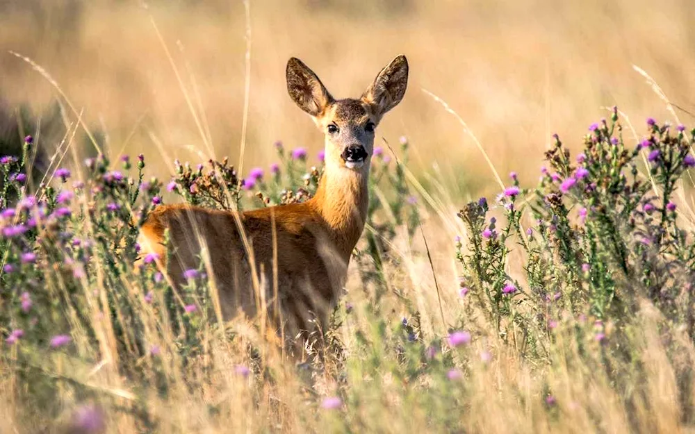 Siberian roe deer