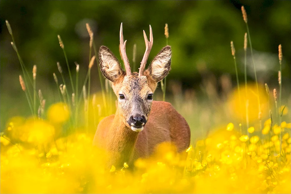 Siberian roe deer