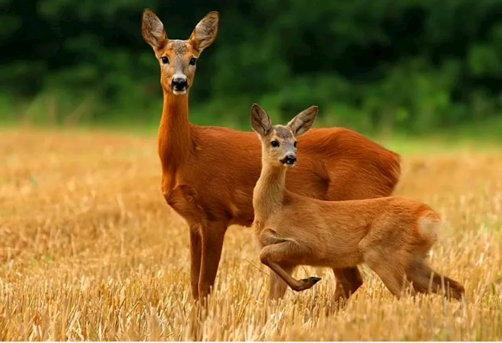 Siberian roe deer