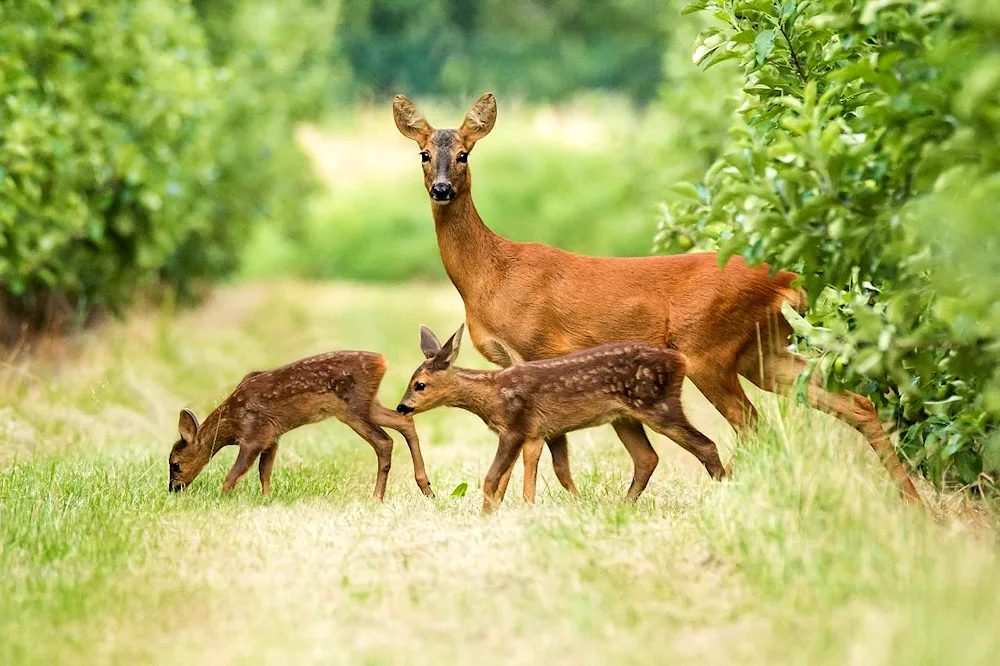 Siberian roe deer