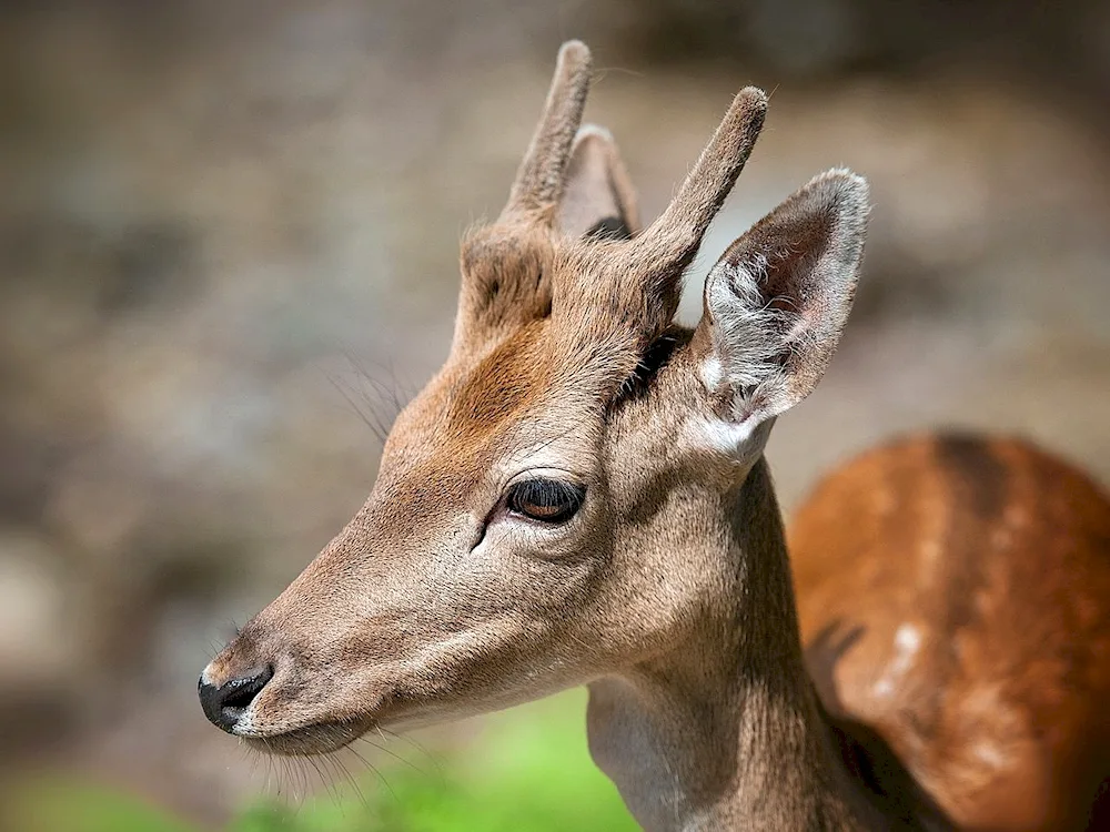 Siberian roe deer