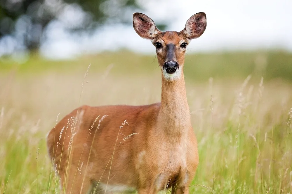 Siberian roe deer capreolus pygargus Pall.