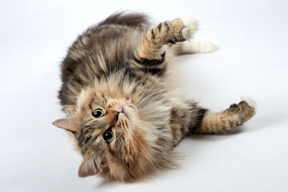 Siberian cat grey