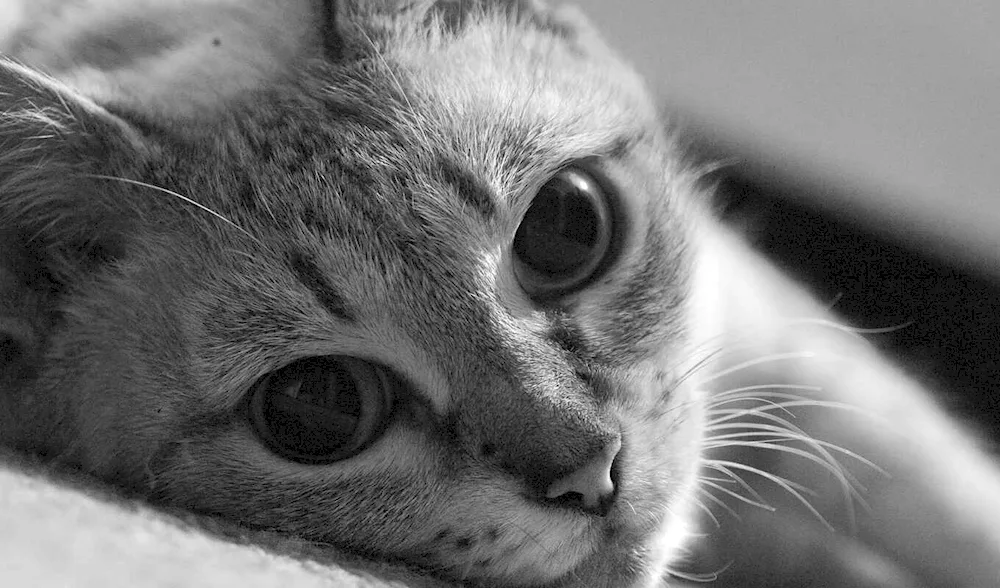 Cats 1600x900