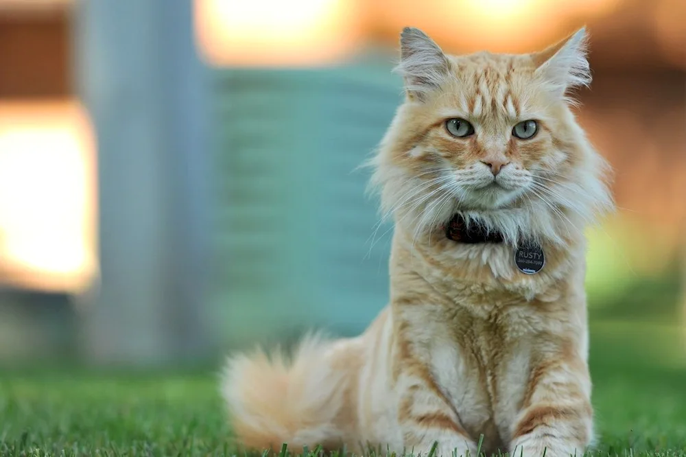 Cat with curious eyes