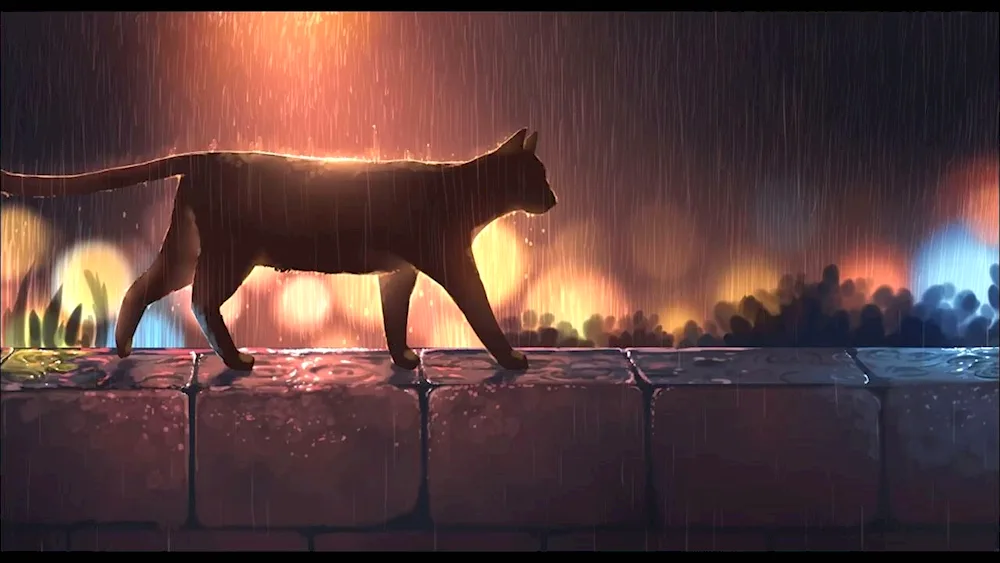 Cat and rain