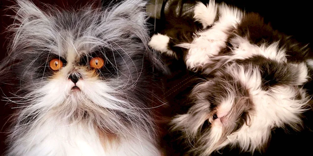 British longhaired cat