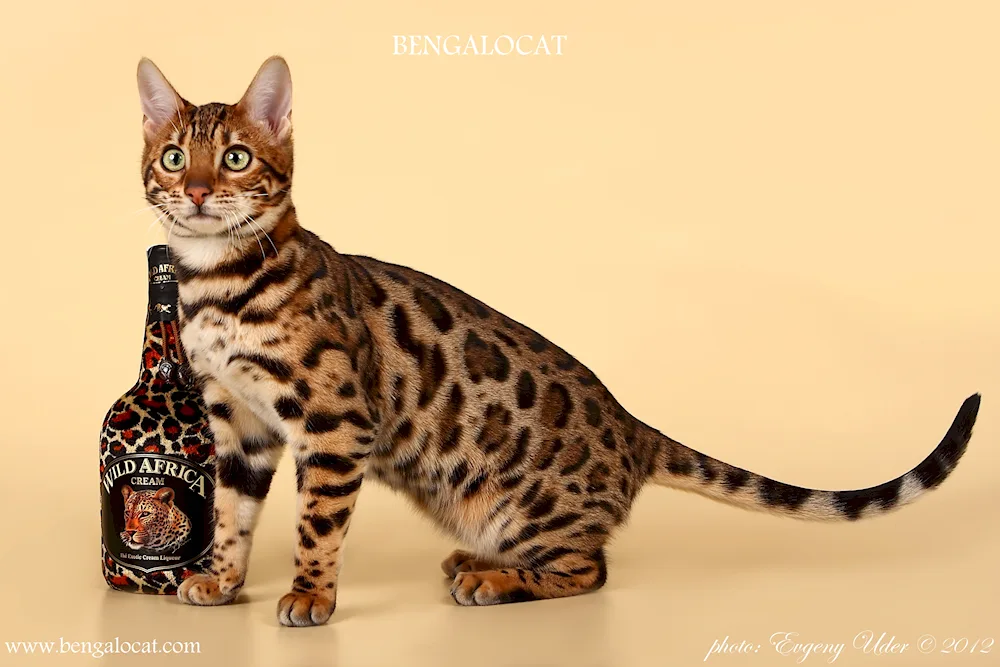 Bengal cat