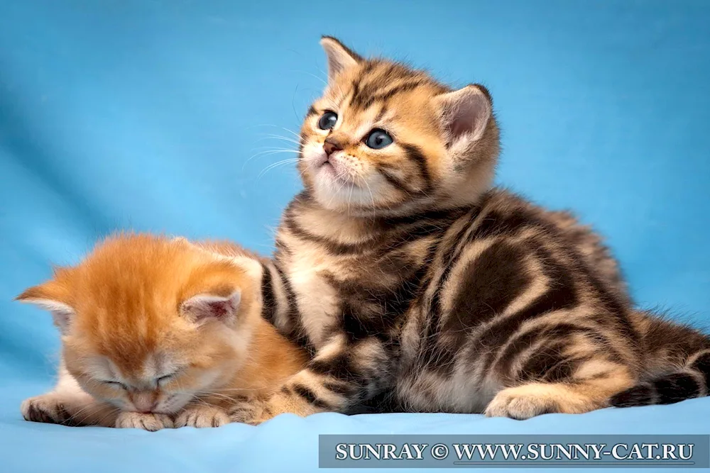 British marbled tabby cat