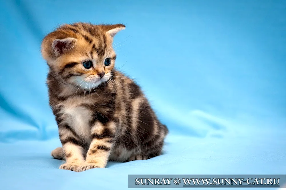 British marbled tabby