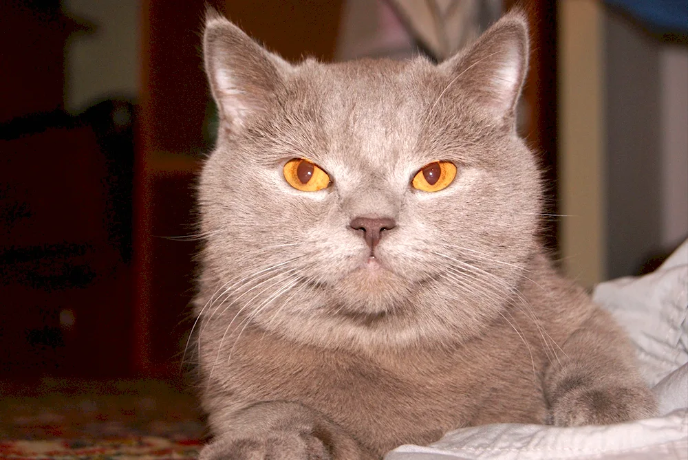 British straight-eared cat