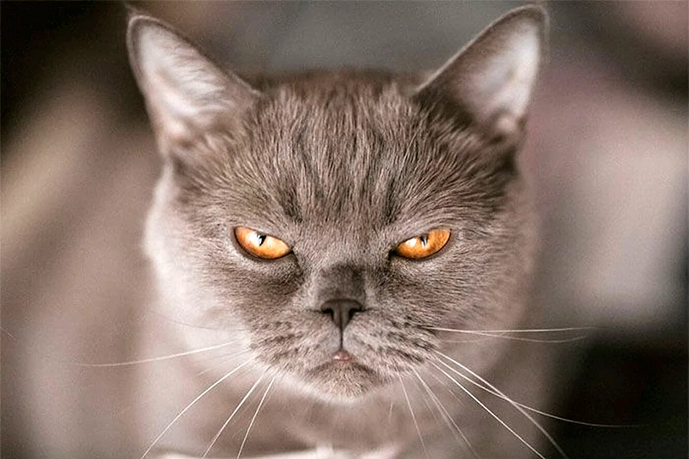 Angry cat