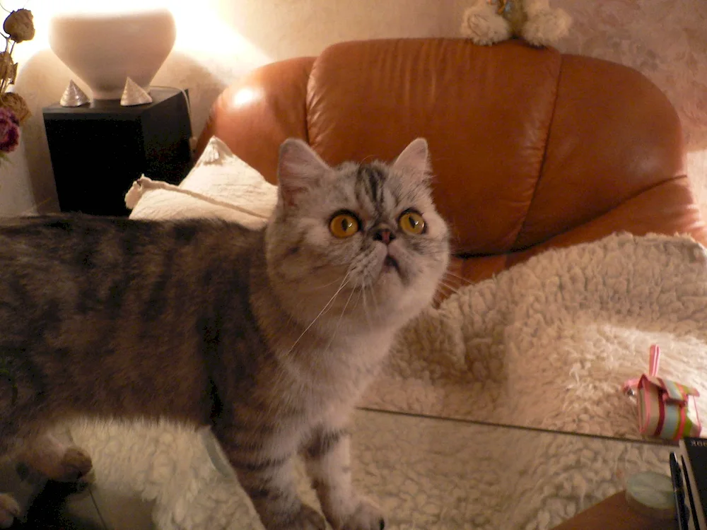 Maine Coon and Scottish lop cat métis