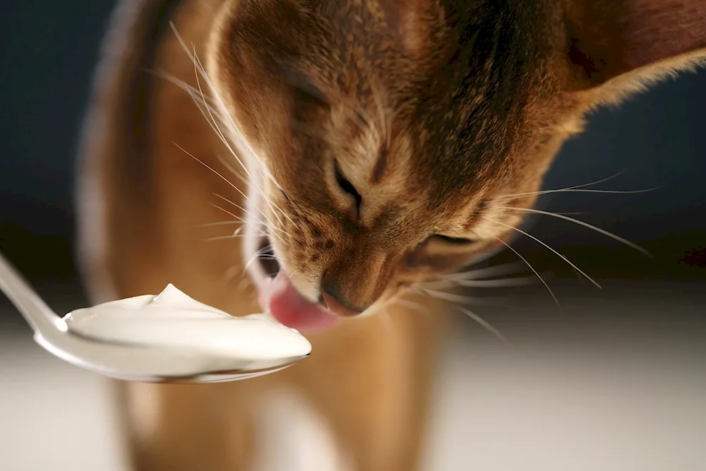 Kitten eating sour cream