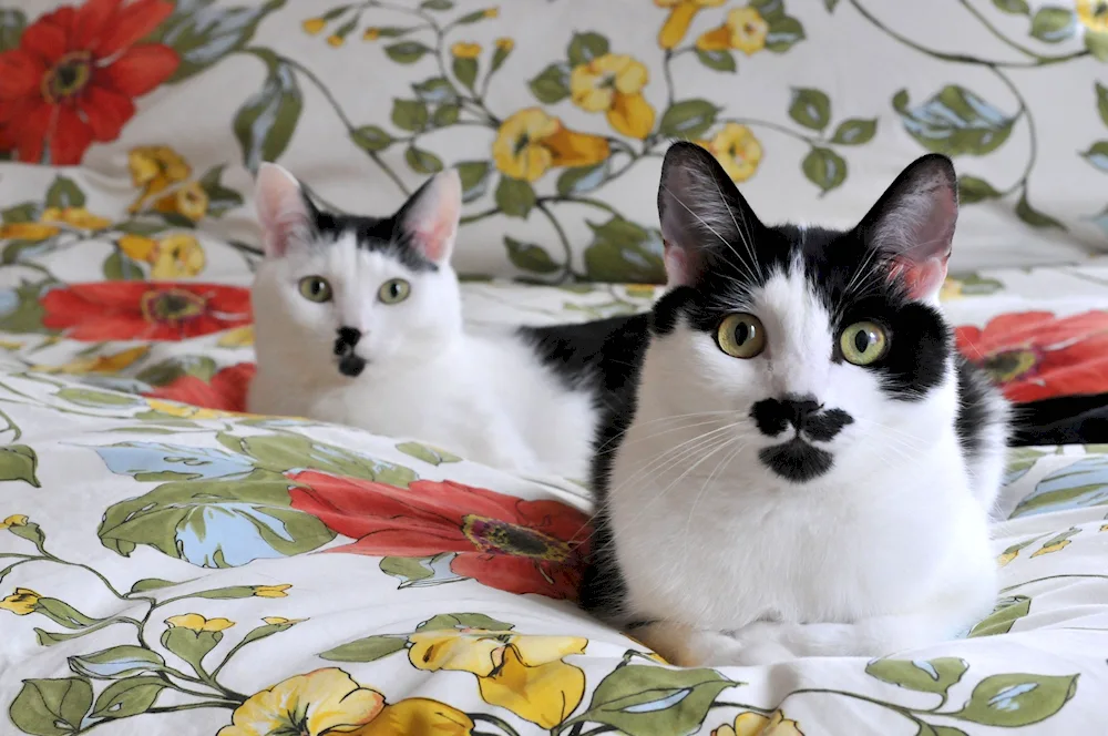 Siberian bicolour shorthair cat Hitler