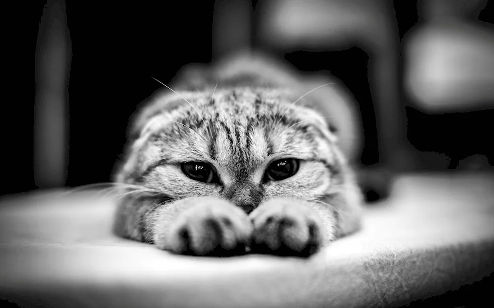 Sad grey cat