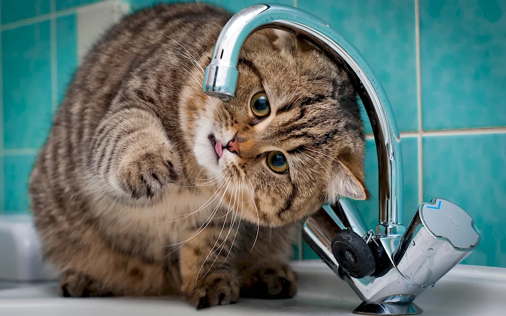 Cat bathing