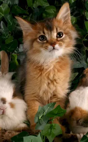 Cat and rabbit