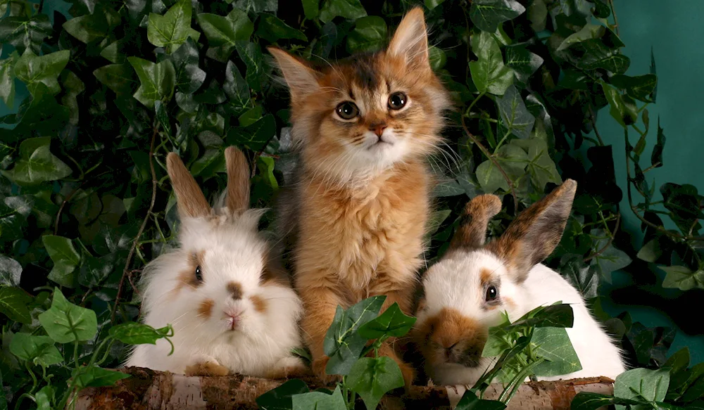 Cat and rabbit