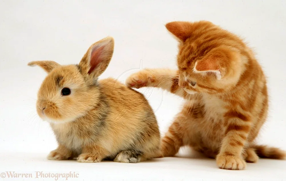 Cat and rabbit