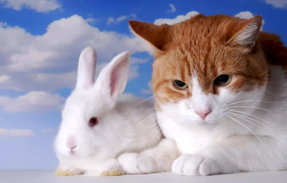 Bunny and kitten