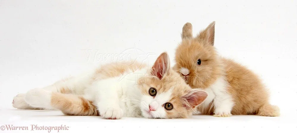 Bunny and kitty