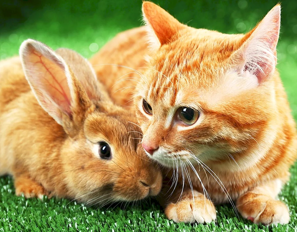 Cat and rabbit