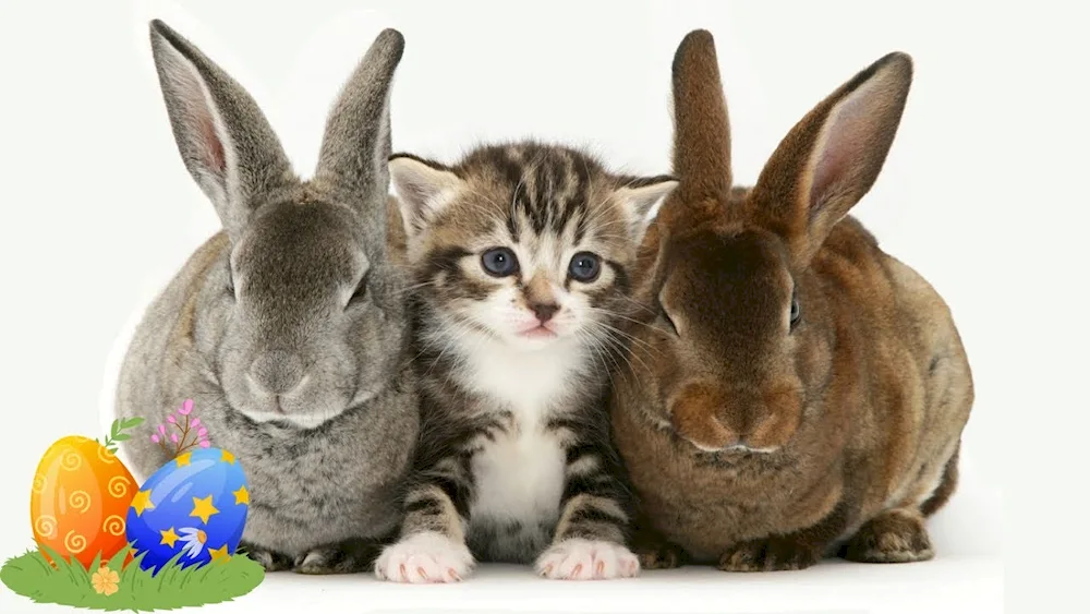 Cat and rabbit