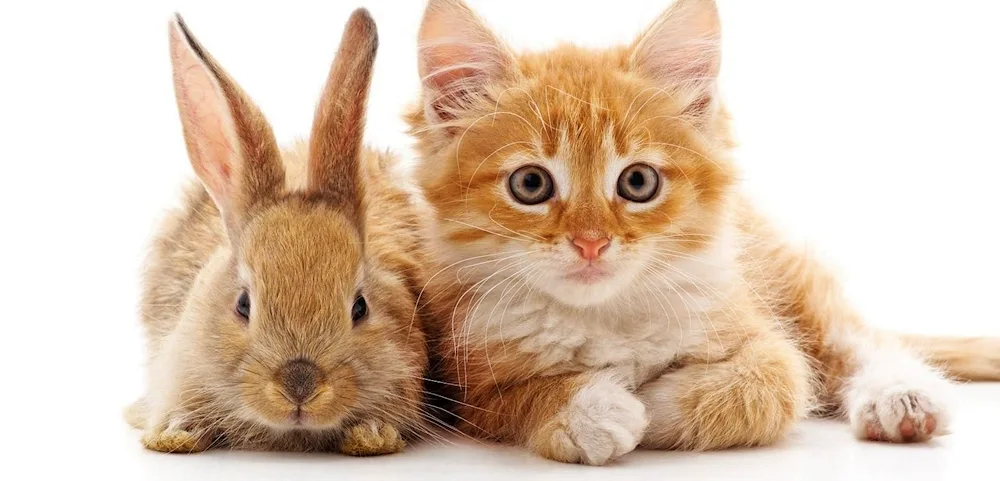 Cat and rabbit