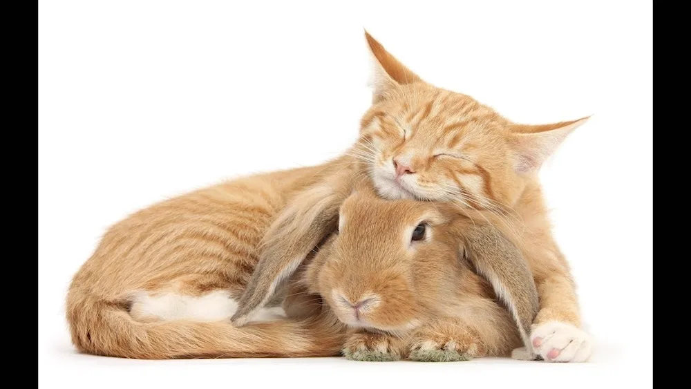 Cat and rabbit